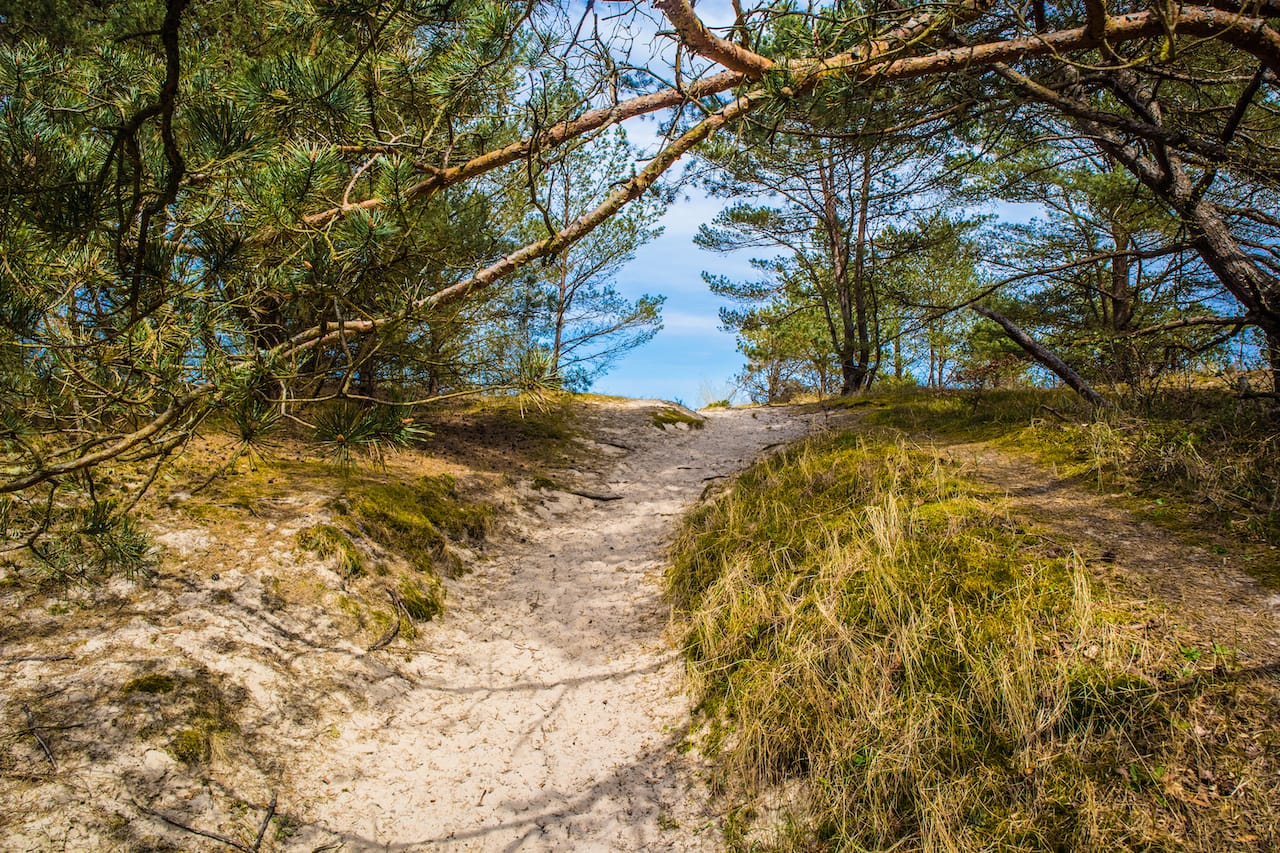 Camping auf Usedom – die Sonneninsel für die ganze Familie 2 Usedom Duene Wald