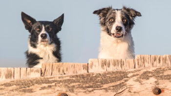 Collies Buchvorstellung Das Grab am Havre