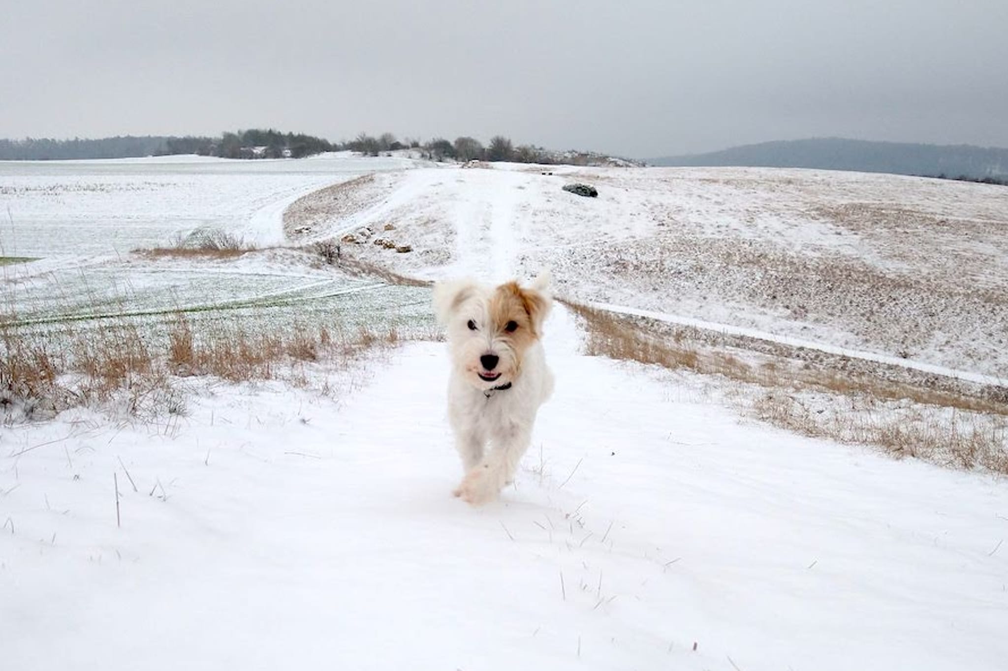 Wintercamping mit Hund: So hältst du deinen Vierbeiner warm 5 Hund Schnee Wintercamping
