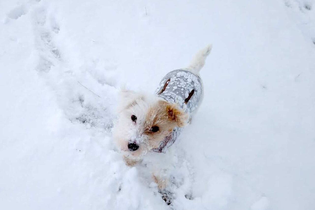 Hund Schnee Wintercamping Wintermantel Hundemantel Schnee