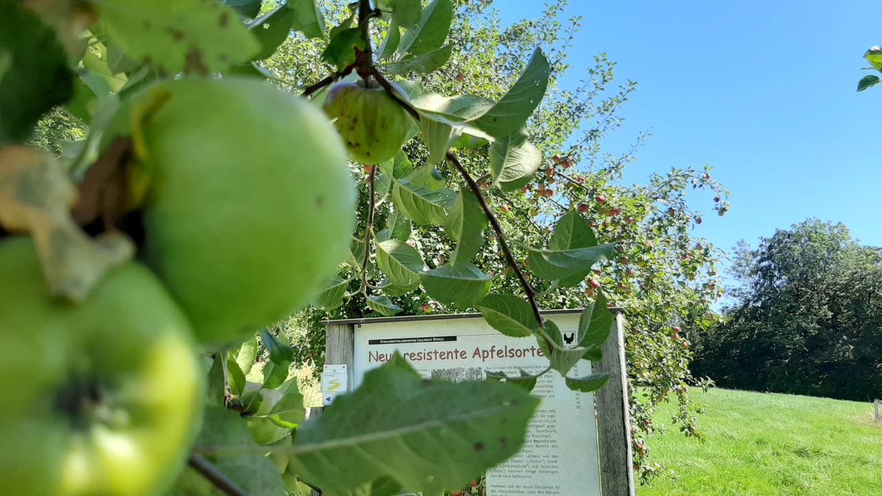 Apfelplantage im Lallinger Winkel