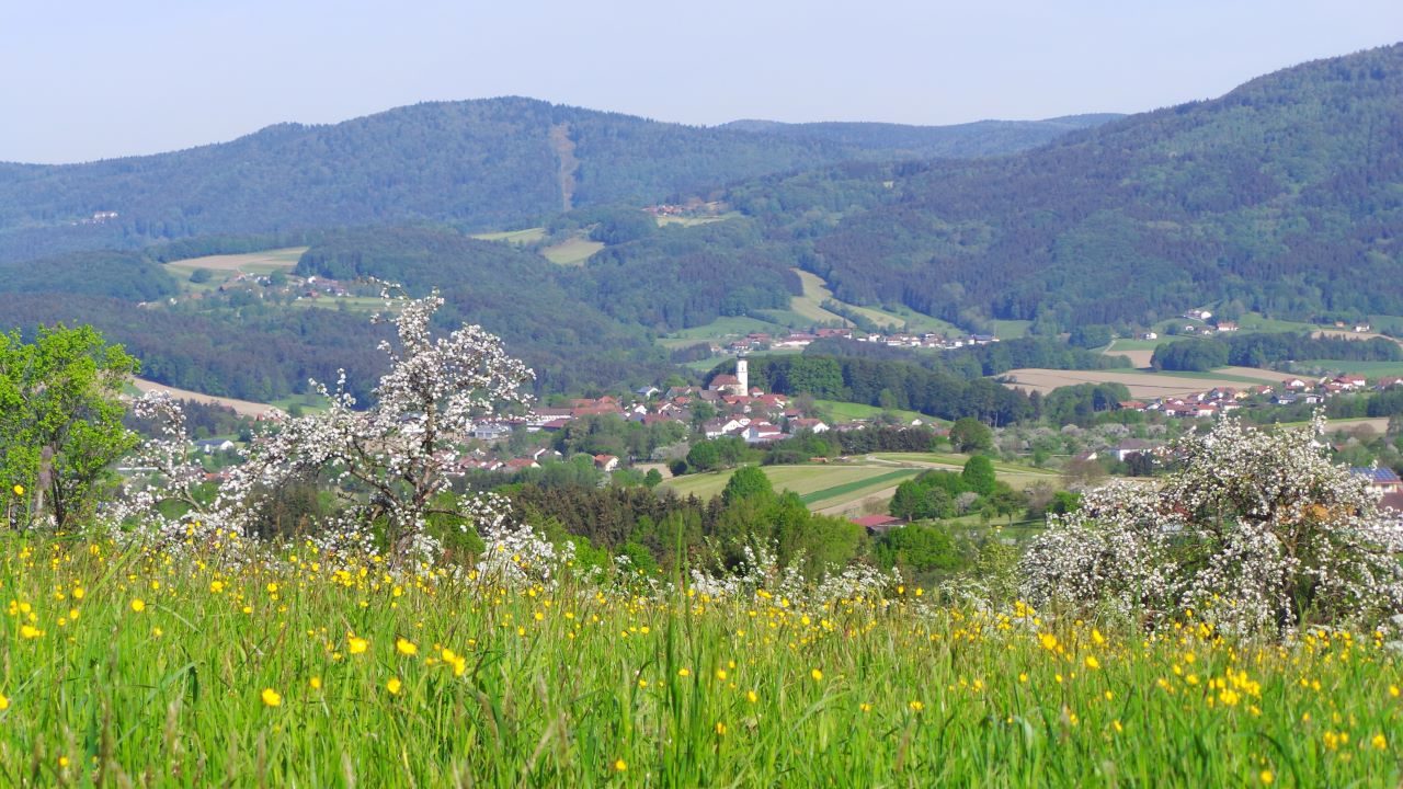 Obstwiese im Lallinger Winkel