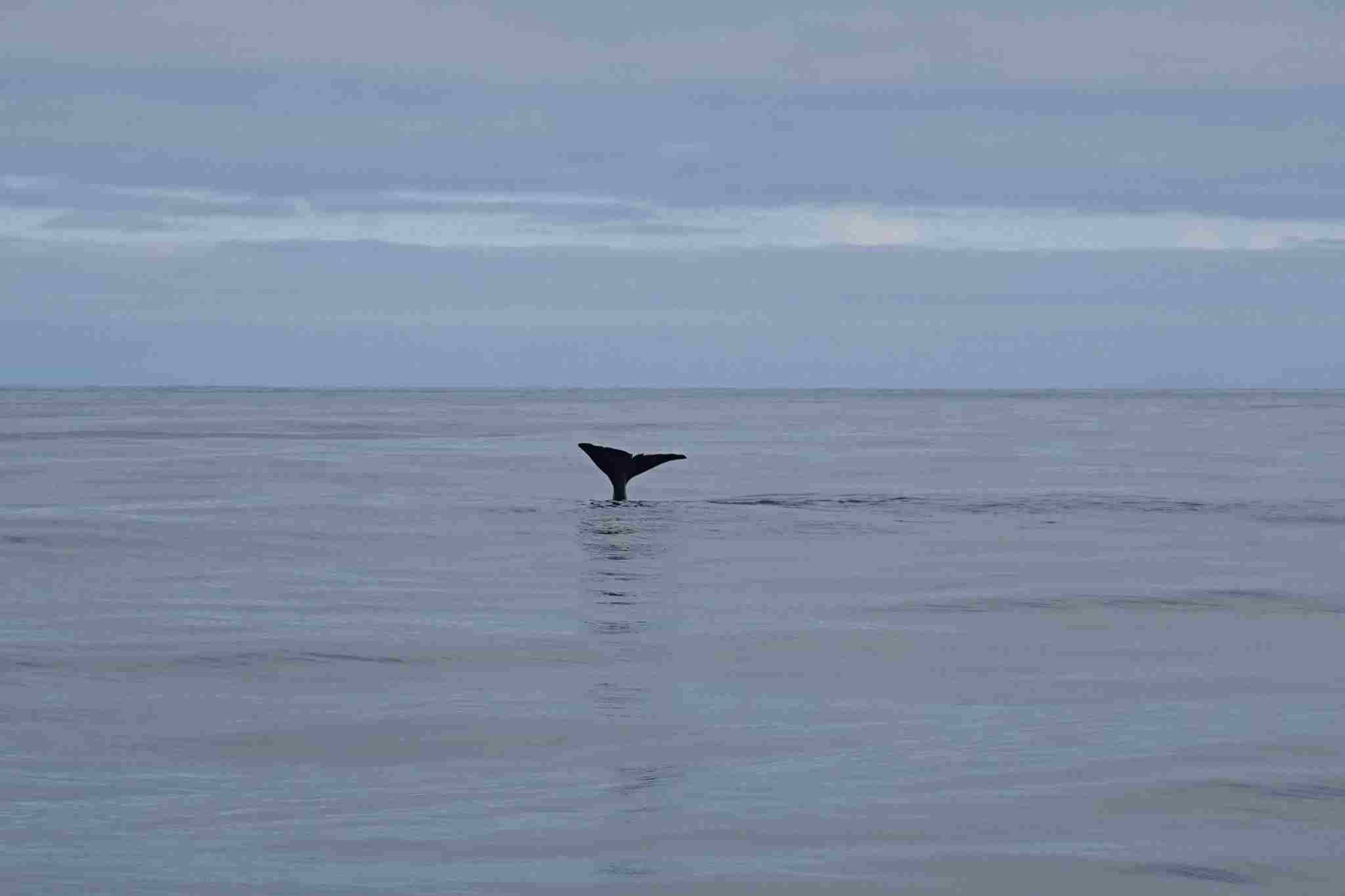 Lofoten Finne Pottwal Meer beim Eintauchen 