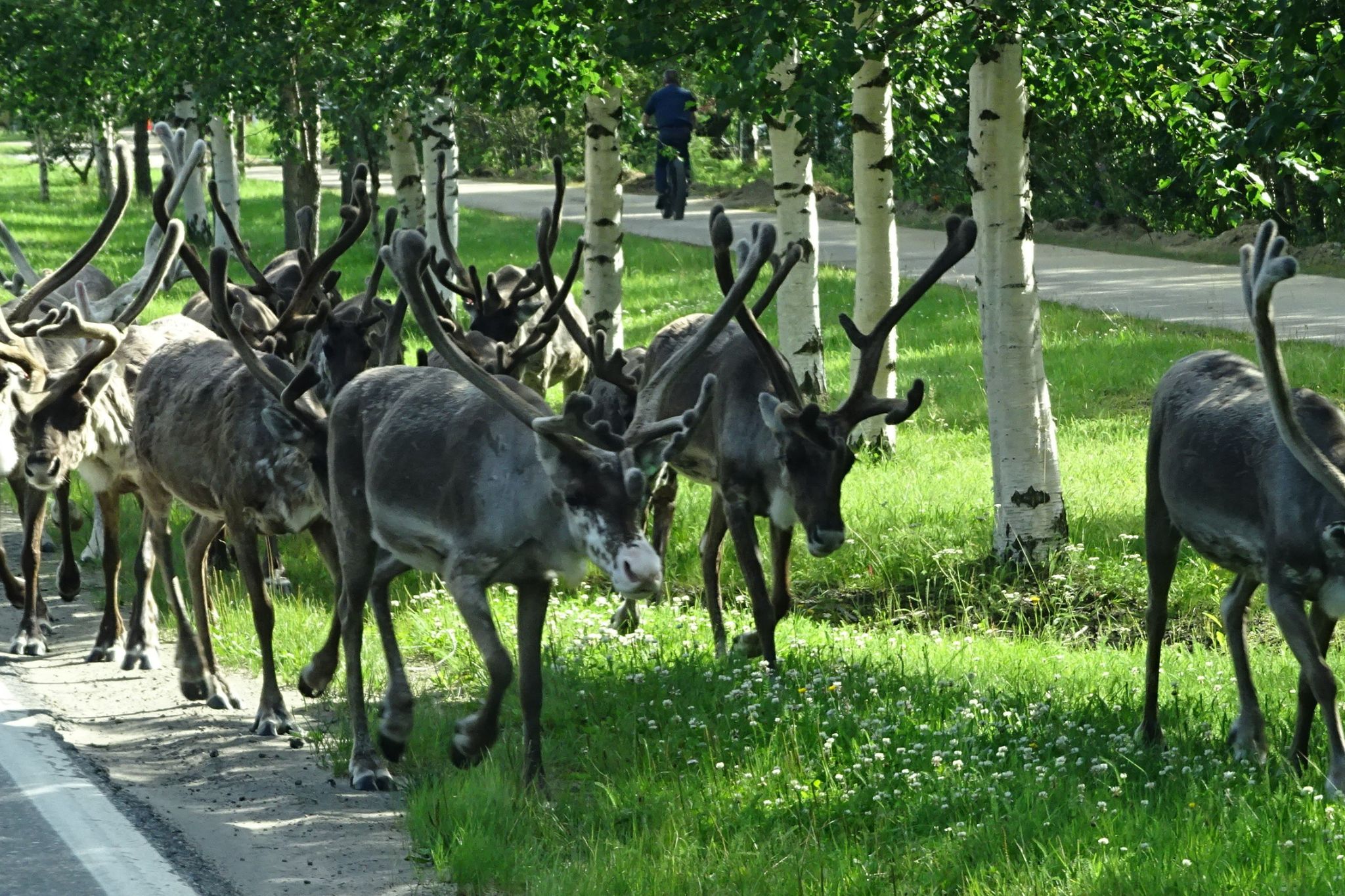 Reisebericht Finnland Rentiere