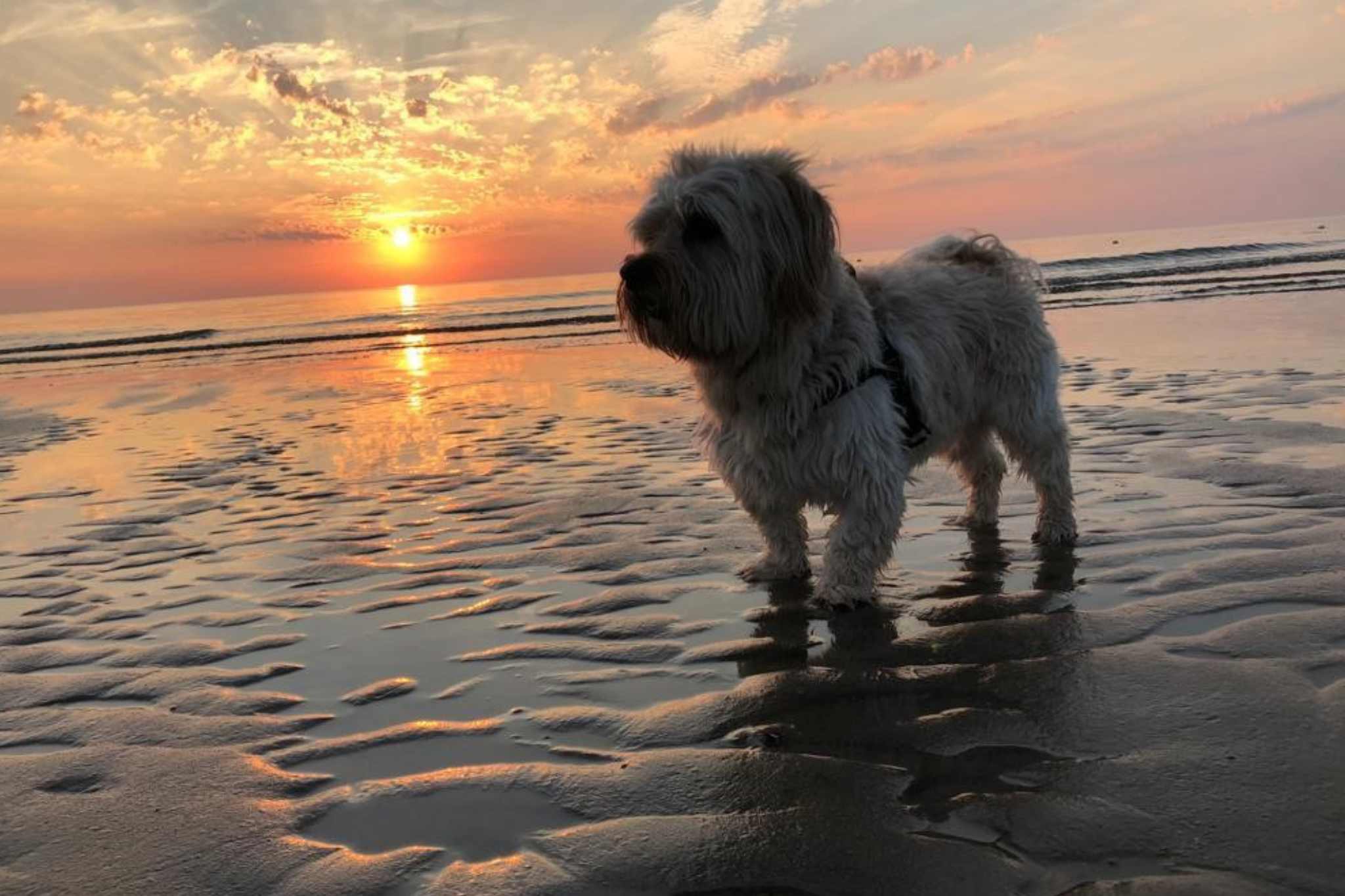 De Nollen Hund by Vakantiepark De Nollen