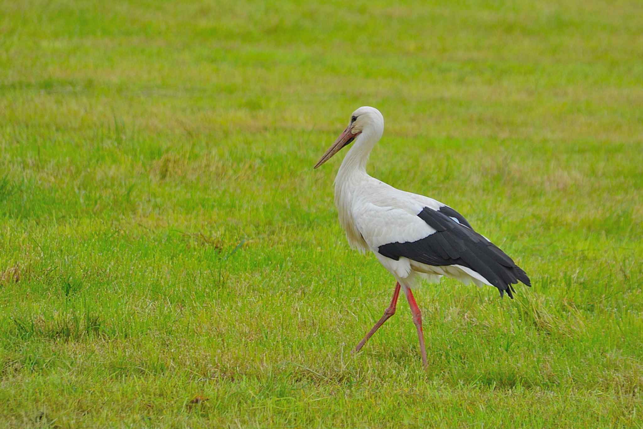 Wohnmobil Reisebericht Dombes Vogelarten - Kein seltenes Bild: ein Storch im Parque aux Oiseaux © Hubert Hunscheidt
