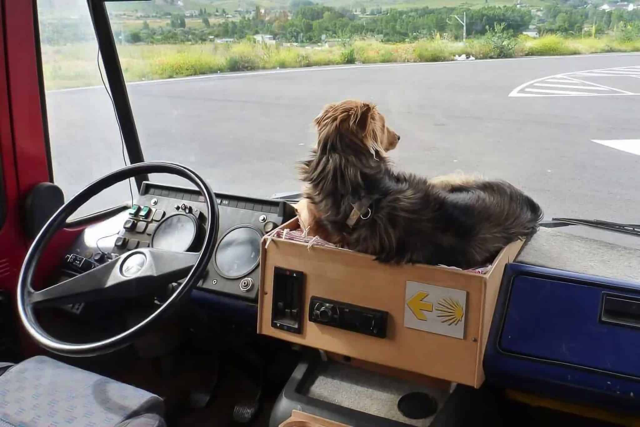 Das erste Mal Camping mit Hund: Was du beachten solltest