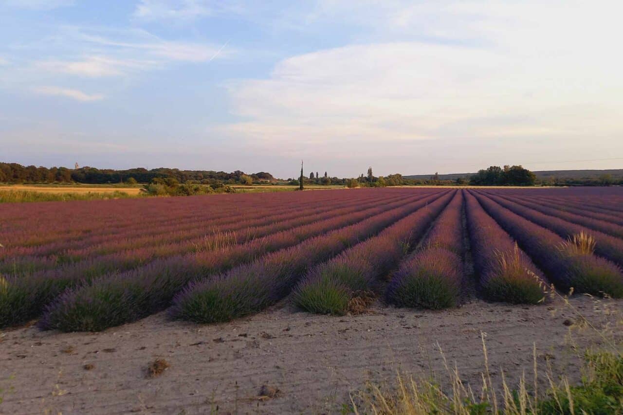 In der Abendsonne schimmert der Lavendel noch einmal in einem ganz besonderen Licht.