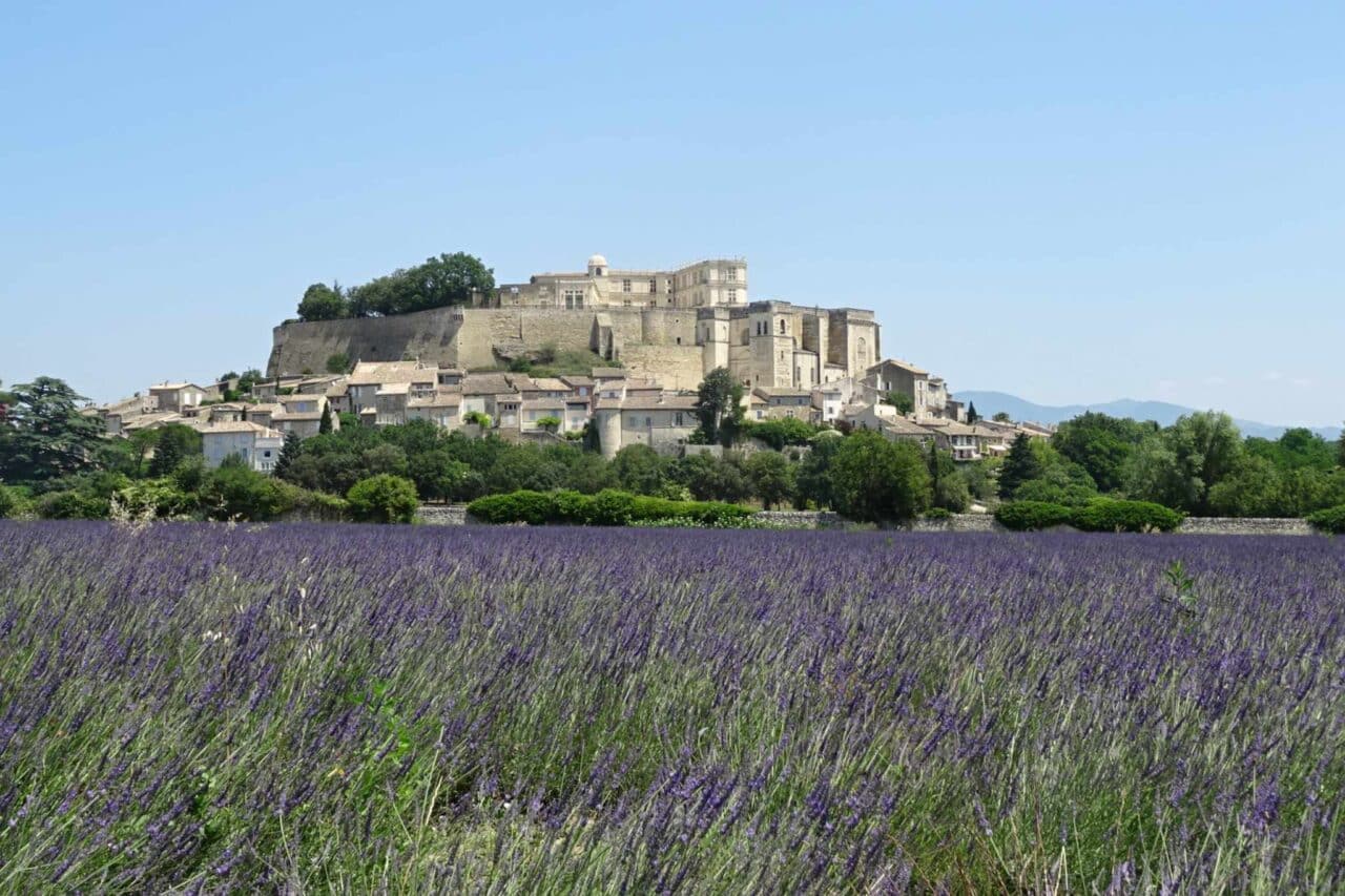 Die Lavendelblüte ist ein wahrer Genuss für alle Sinne, hier in der nördlich an die Provence angrenzenden Region Auvergne-Rhône-Alpes, Grignan.