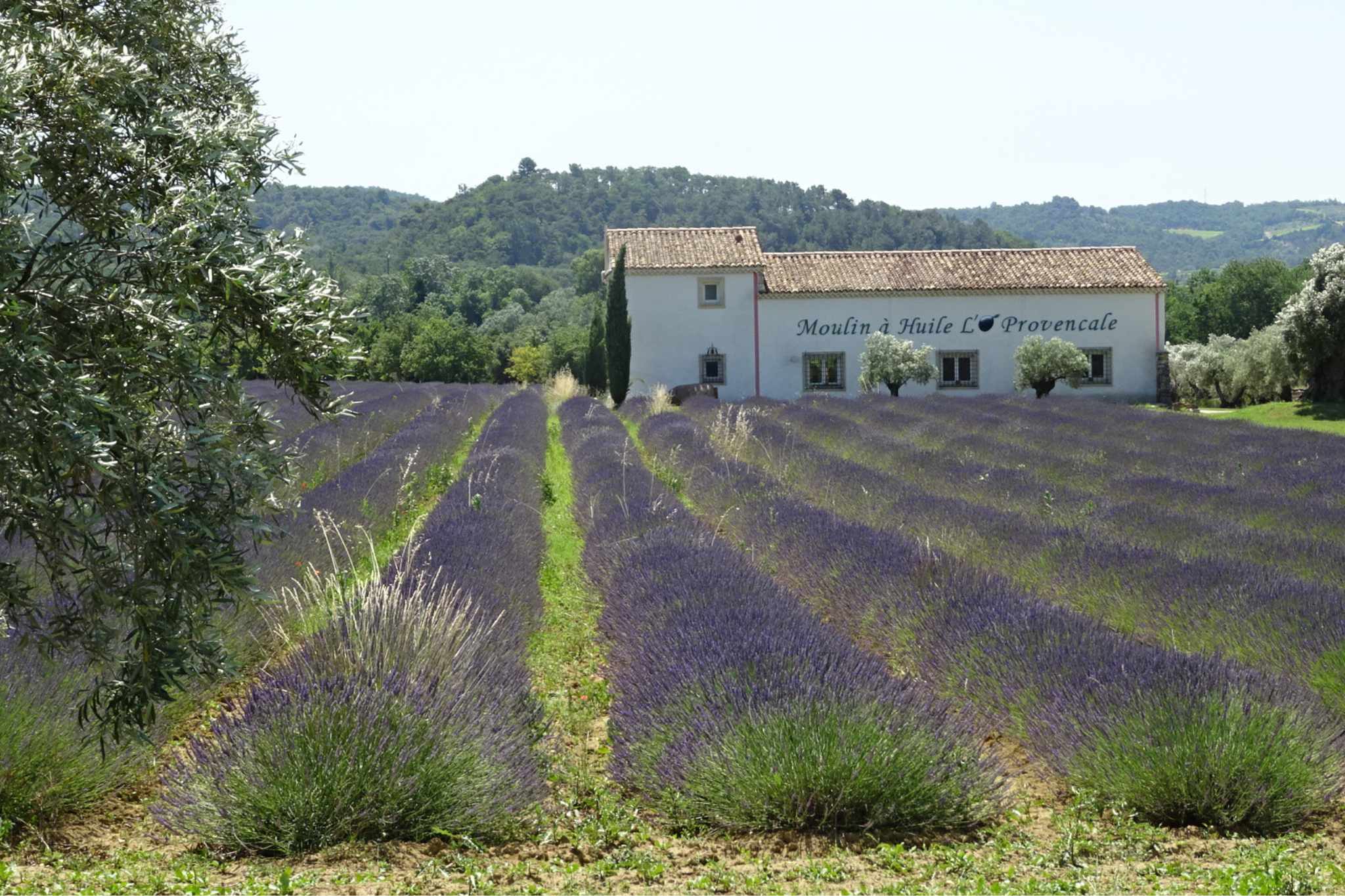Sehnsuchtsziel Provence: Faszinierende Landschaften und endlos weite Lavendelfelder mit dem Camper entdecken + Campingplatz-Tipps
