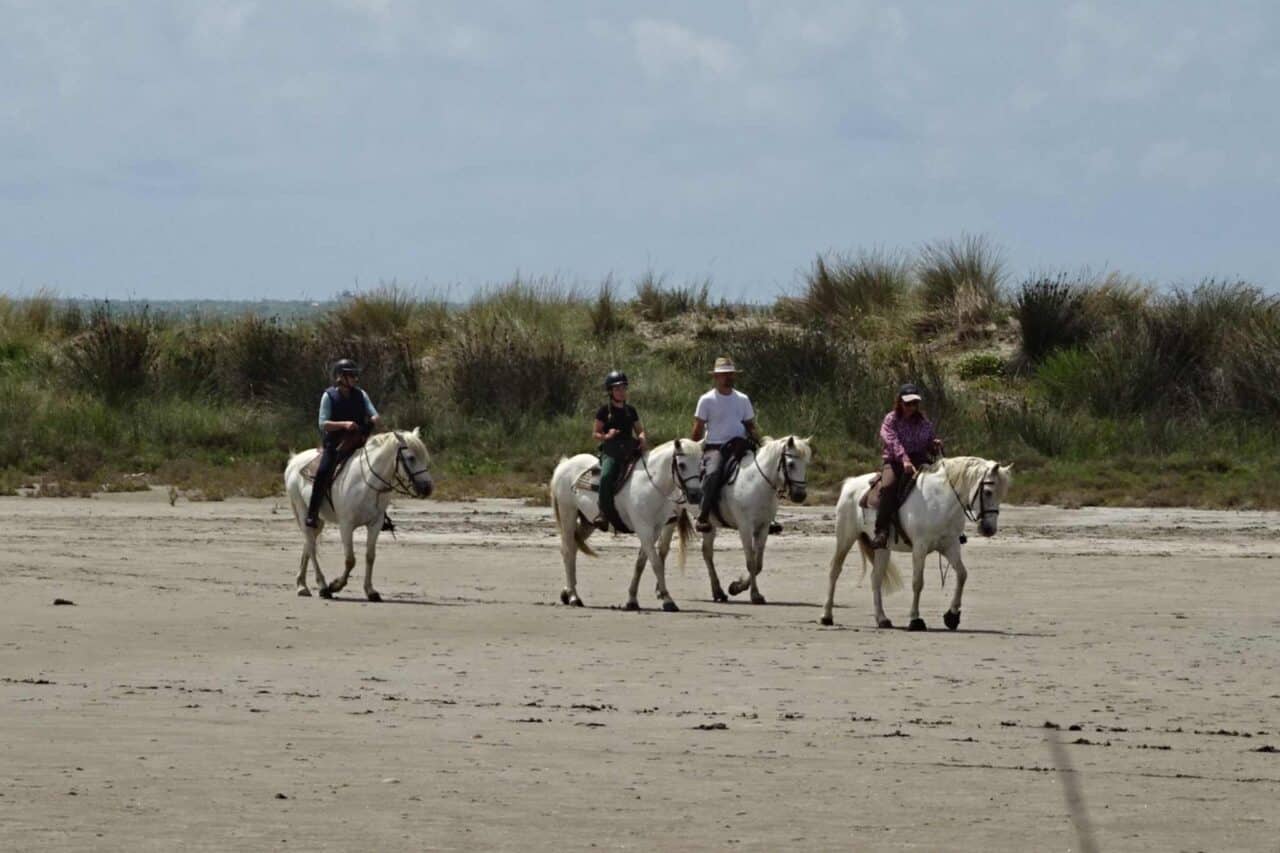 Camargue Camping - Pferde