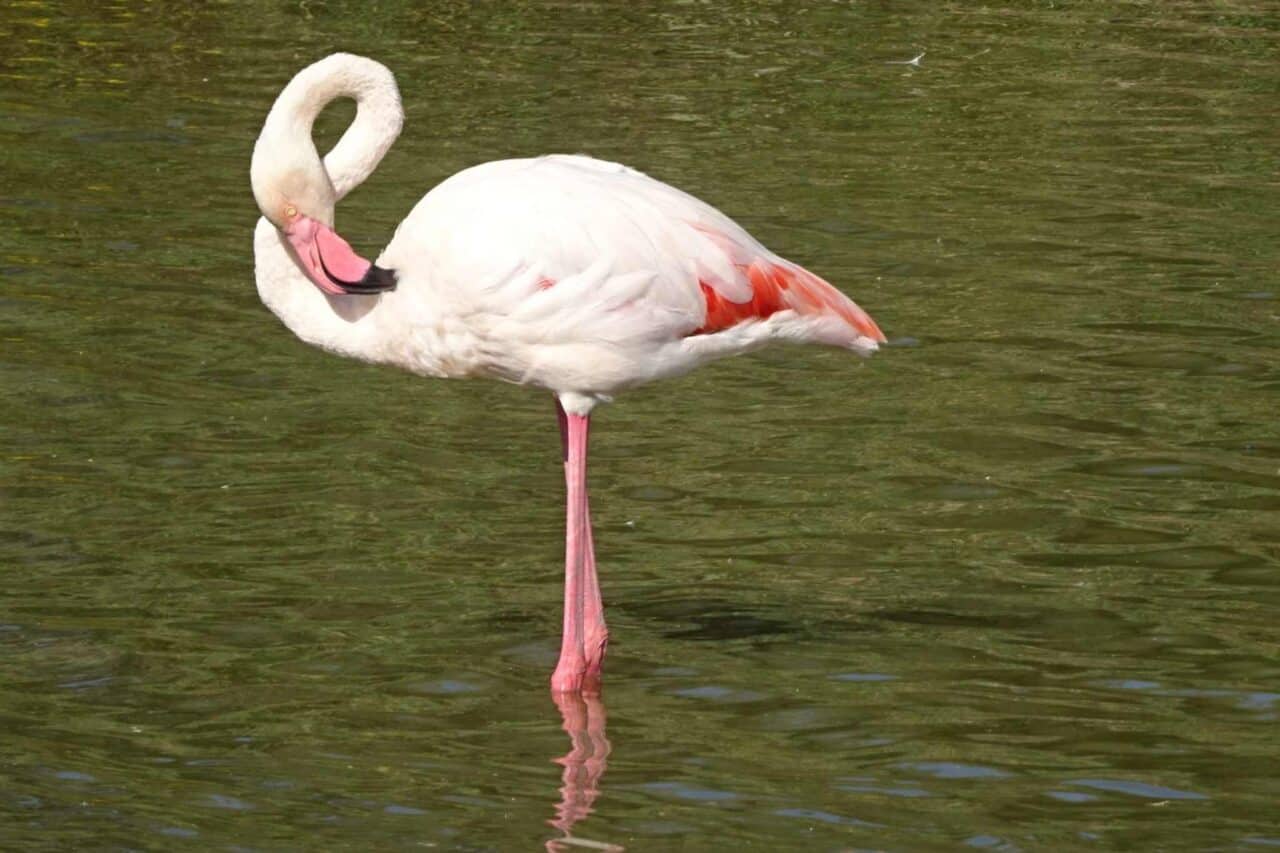 Camargue Camping - Vogelpark Flamingo