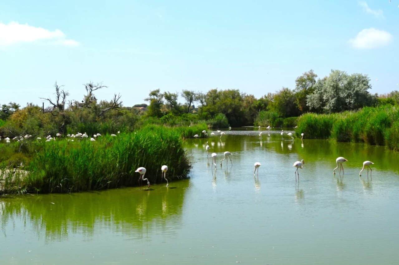 Camping Safaripark: Für einen entspannten Besuch im ornithologischen Park in der Camargue sind mindestens zwei bis drei Stunden empfehlenswert. © Katja Scholz