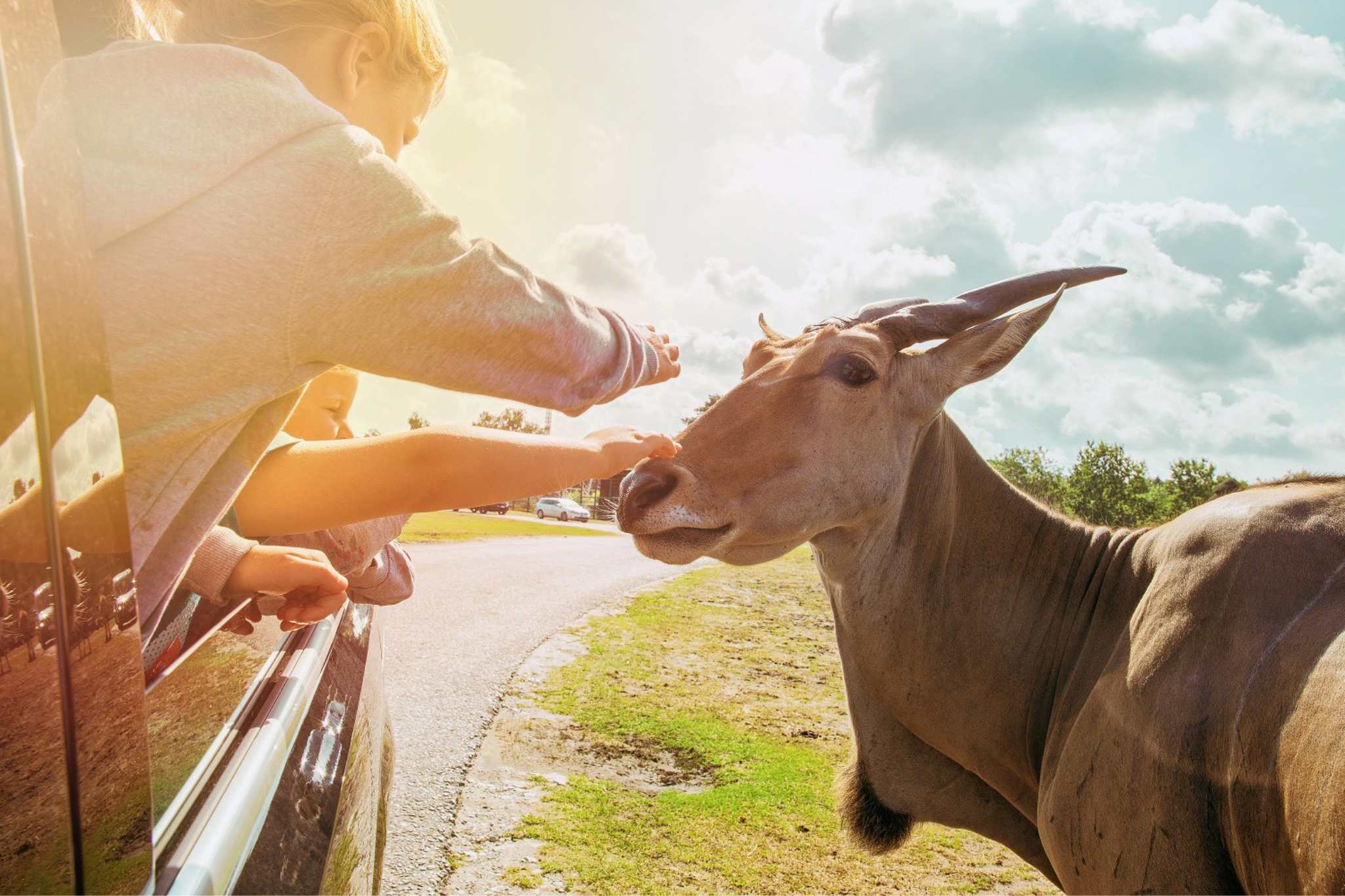 Wildlife, Camping, Abenteuer: Safariparks und besondere Tierparks – mit Stellplatztipps 