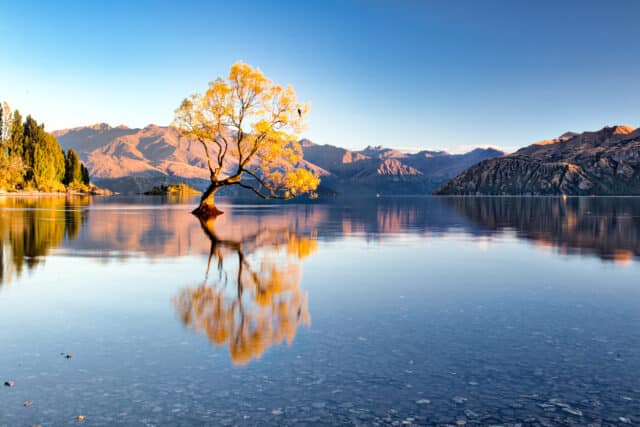 Lonely Tree Wannaka