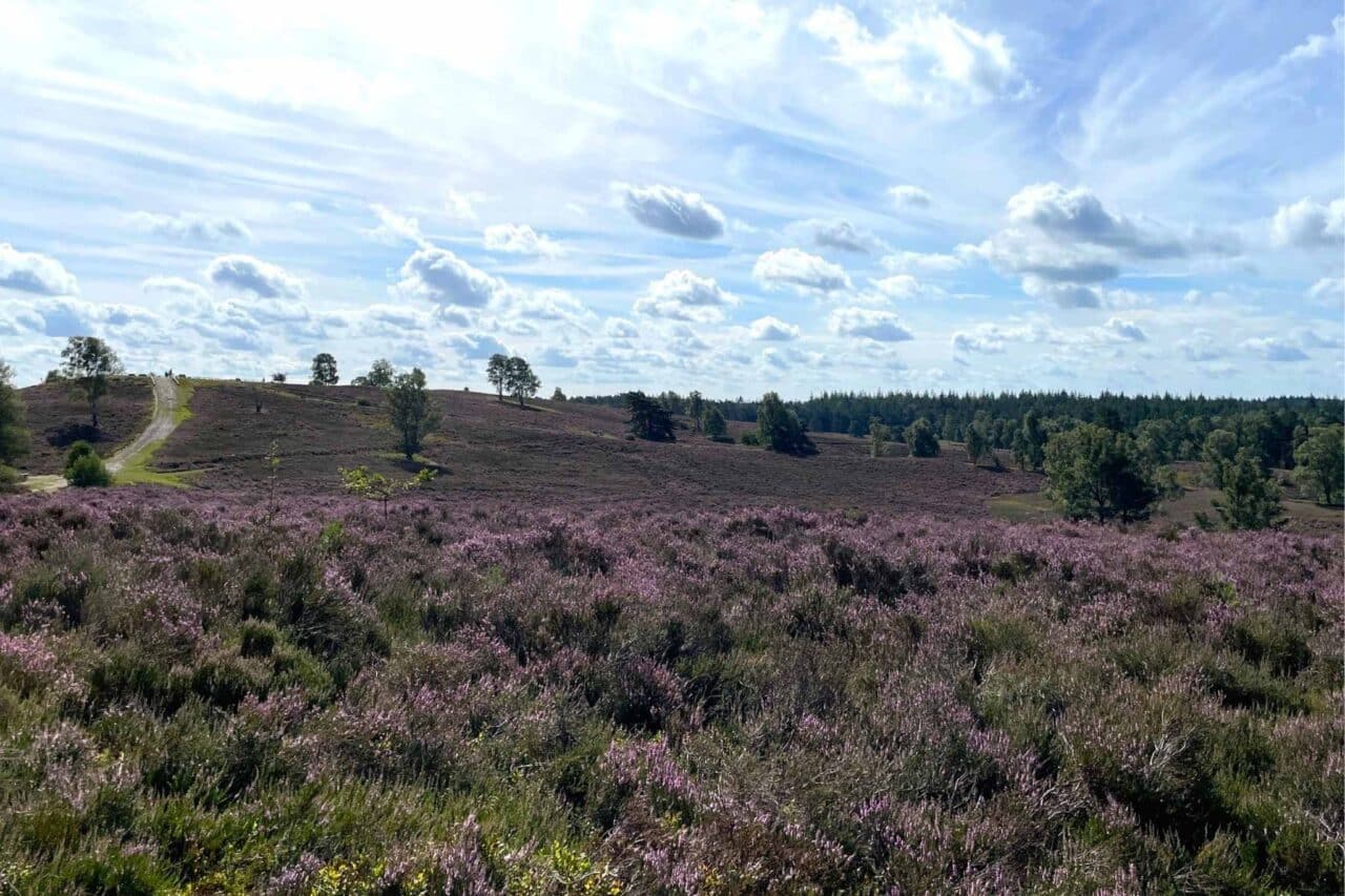 Von Anfang August bis Mitte September erblüht die Heide in diesen faszinierenden Farben. © Svenja Fritz