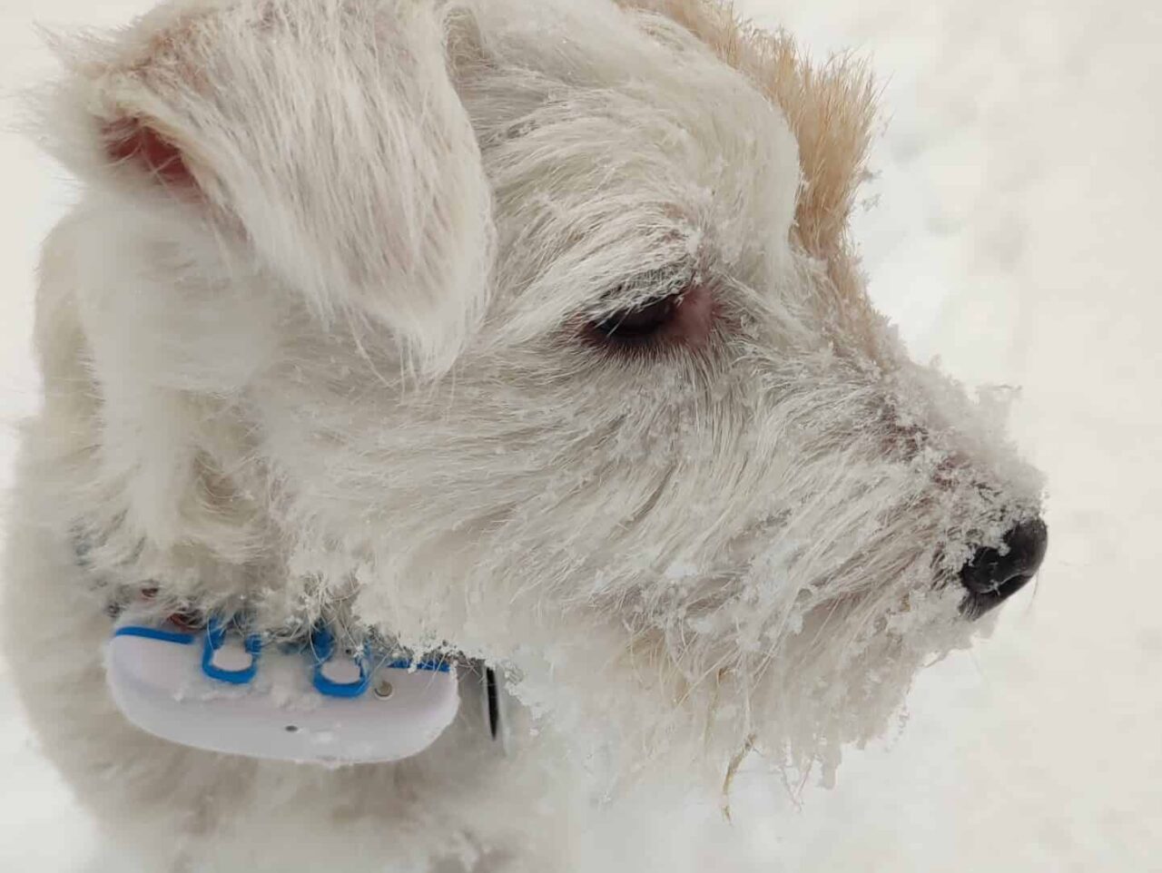 Sicherheit und Gesundheit für Camperhunde: Der Tractive GPS Tracker 4 Tracktive