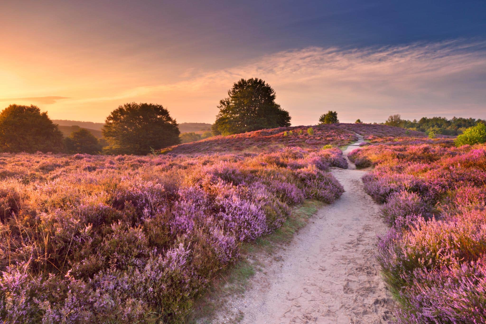 Warum Camping in der Lüneburger Heide das perfekte Abenteuer ist