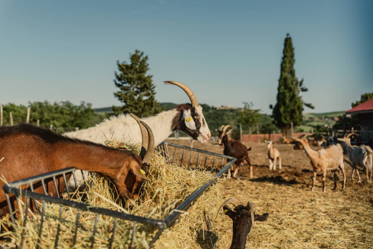podere il casale nomady 6