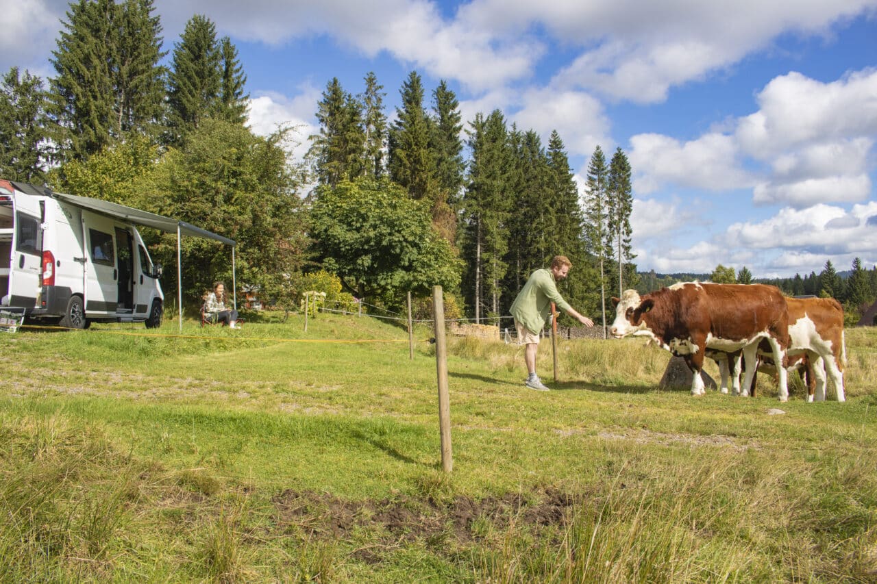 sommerweide nomady 4