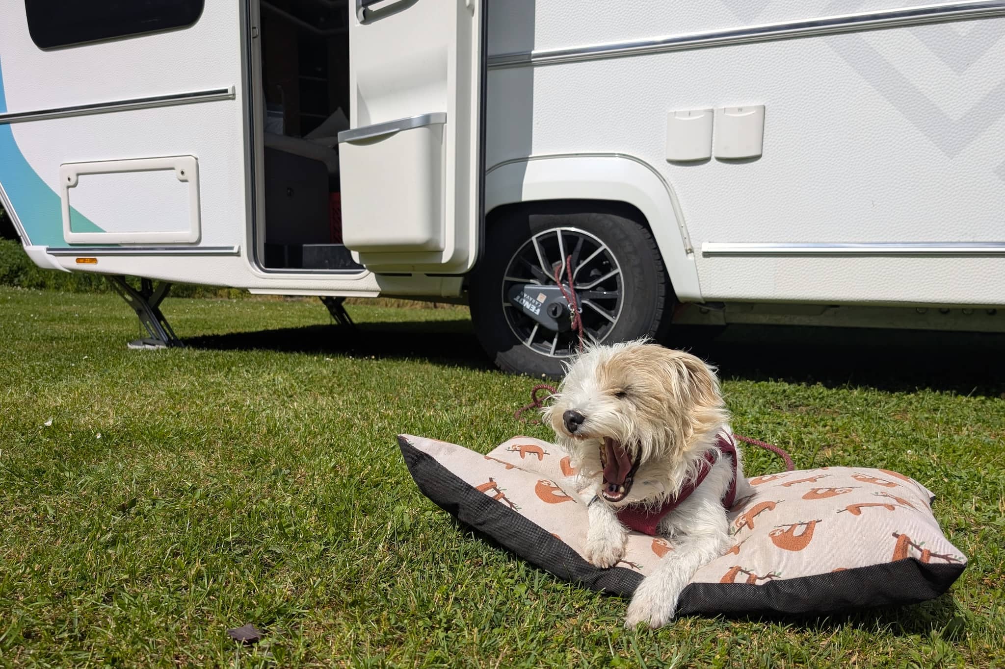 Campingurlaub mit Hund: Was du vor Auslandsreisen unbedingt wissen musst