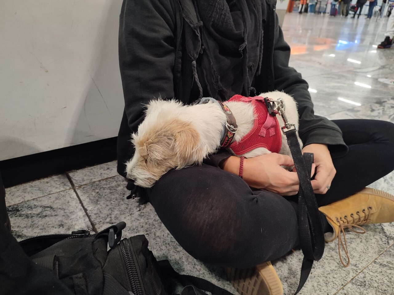Hund macht Ruhepause am Flughafen