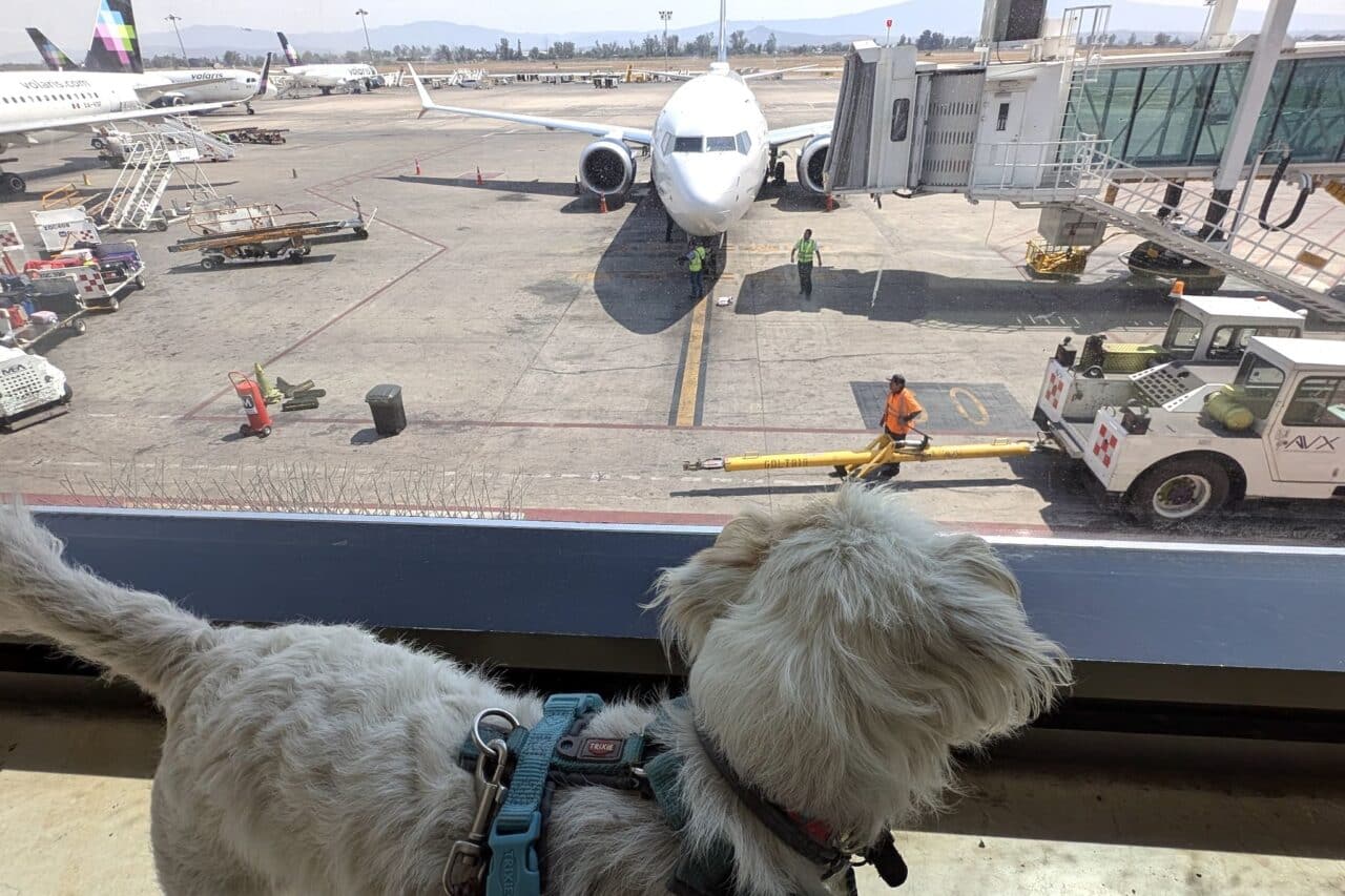 Hund am Flughafen