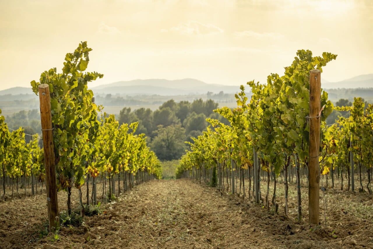 Kulinarik-Tipp für Camper: Die Grand Tour de Catalunya 1 katalonien weinberge penedes