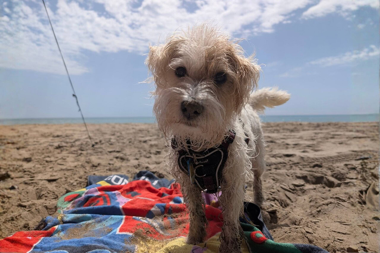 Camping mit Hund in Holland und den Niederlanden - die besten hundefreundlichen Campingplätze