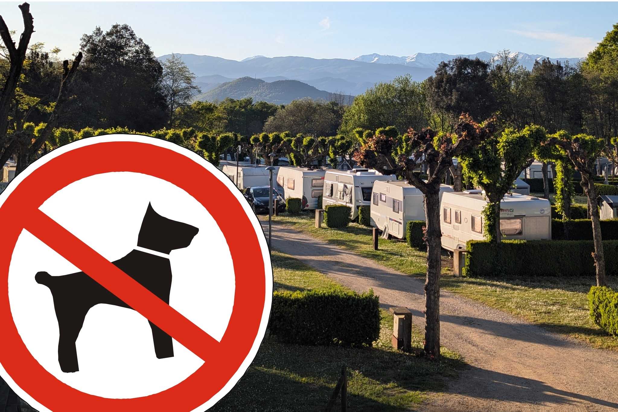 „Wir müssen draußen bleiben“: Hundefreie Campingplätze in Deutschland und Europa 2026
