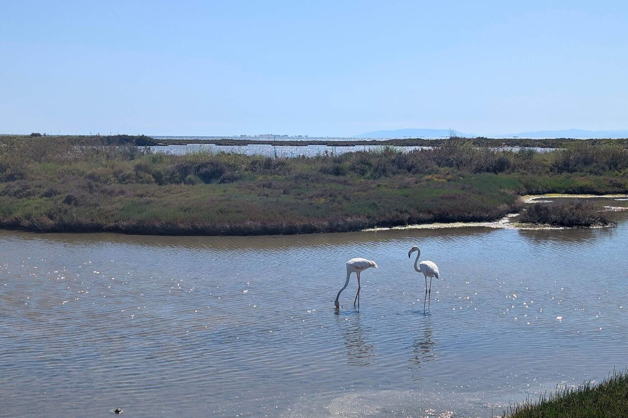 ebro delta katalonien flamingos