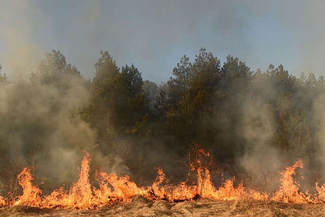 waldbrand 305976294